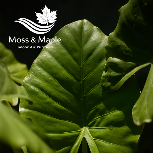 Benefits of a Smoke Free Home